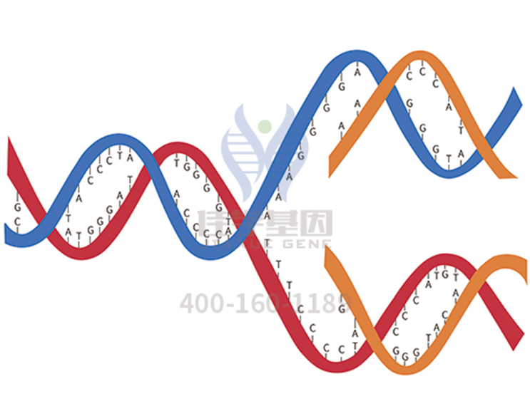 【佳學(xué)基因檢測】Sedoheptulokinase缺乏癥基因解碼、<a href=http://www.lucasfraser.com/tk/jiema/cexujishu/2021/31933.html>基因檢測</a>報告時間是一樣的嗎？