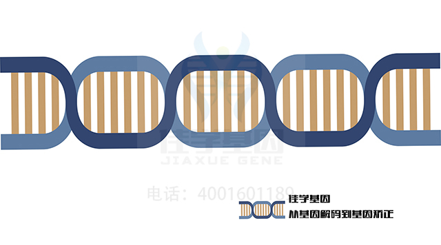 【佳學(xué)基因檢測(cè)】尺骨/腓骨射線缺陷和短指基因解碼、<a href=http://www.lucasfraser.com/tk/jiema/cexujishu/2021/31933.html>基因檢測(cè)</a>的報(bào)告看得懂嗎？