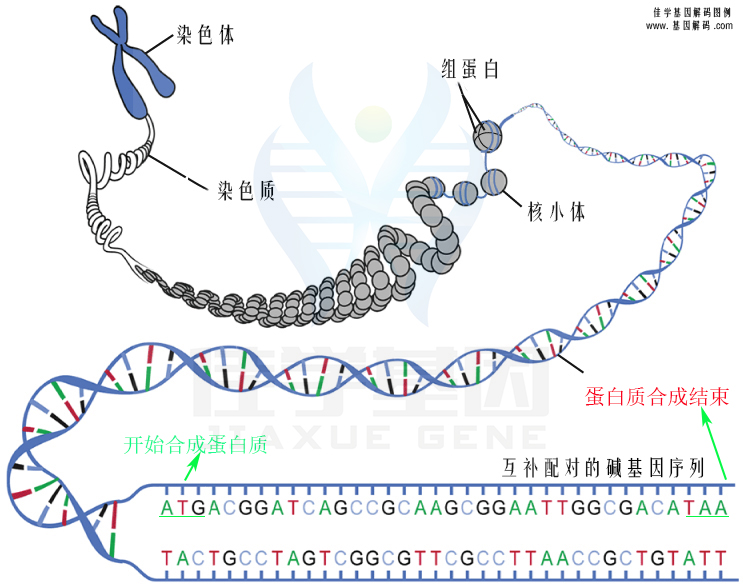 【佳學基因檢測】聯(lián)合氧化磷酸化缺陷17型基因解碼、<a href=http://www.lucasfraser.com/tk/jiema/cexujishu/2021/31933.html>基因檢測</a>報告時間是一樣的嗎？