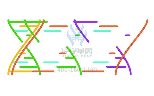 【佳學(xué)基因檢測(cè)】先天性角化不全常染色體隱性遺傳4型基因解碼、<a href=http://www.lucasfraser.com/tk/jiema/cexujishu/2021/31933.html>基因檢測(cè)</a>怎么預(yù)約解讀？