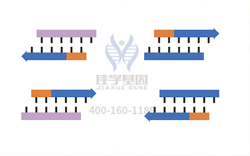 【佳學(xué)基因檢測】怎么做先天性四肢和面部攣縮肌張力減退發(fā)育遲緩基因解碼、<a href=http://www.lucasfraser.com/tk/jiema/cexujishu/2021/31933.html>基因檢測</a>?