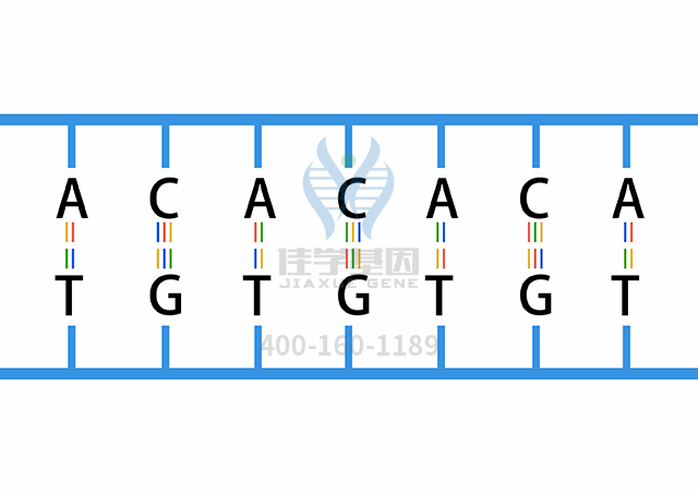 【佳學(xué)基因檢測】做自身免疫性甲狀腺疾病3型基因解碼、<a href=http://www.lucasfraser.com/tk/jiema/cexujishu/2021/31933.html>基因檢測</a>需要多少錢？