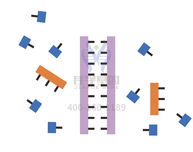 【佳學(xué)基因檢測】<font color='red'>L1<font color='red'>綜合征</font></font>基因解碼、<a href=http://www.lucasfraser.com/tk/jiema/cexujishu/2021/31933.html>基因檢測</a>