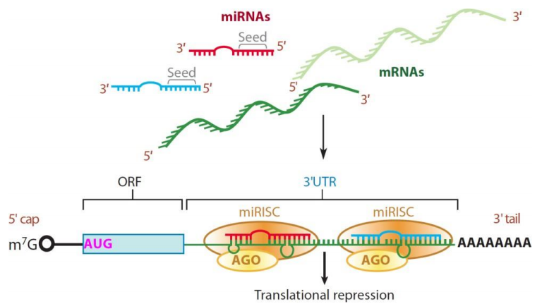 miRNA作用機理