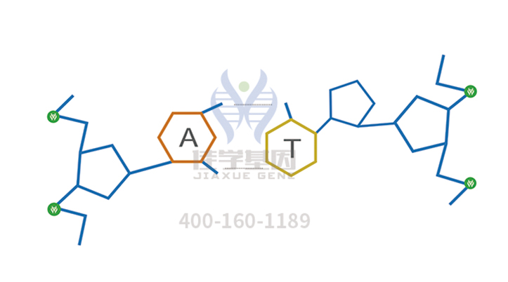 高精度突變檢測為什么包含EIF4G2基因？